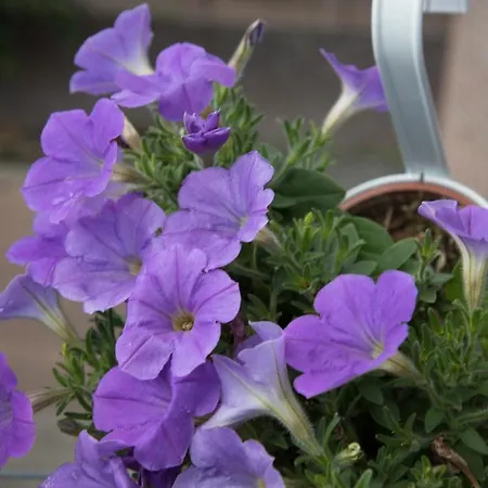 Pont 住宿加早餐酒店 Wessem