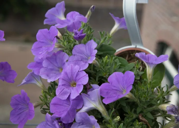 Pont 住宿加早餐酒店 Wessem